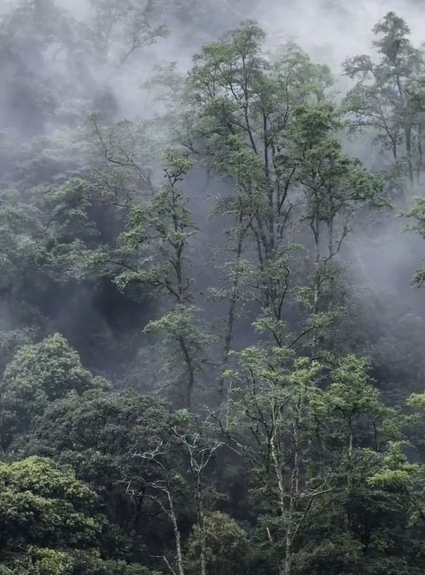 哀牢山探险：网红博主揭秘生命禁区，恐怖氛围堪比寂静岭2重