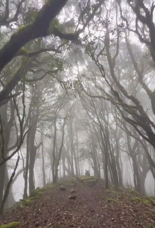 哀牢山浓雾似《寂静岭》场景 游戏与现实__哀牢山浓雾似《寂静岭》场景 游戏与现实